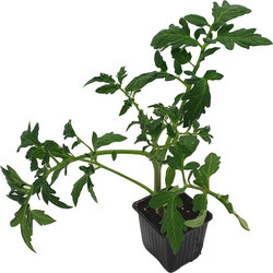 Τομάτα υβρίδιο σπορόφυτο- Solanum lycopersicum perikipou Πράσινο