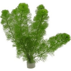 Stoffels Cabomba aquatica (bunch)