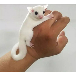 Σκιουράκια Sugar Glider White