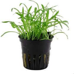 Tropica Lilaeopsis Brasiliensis