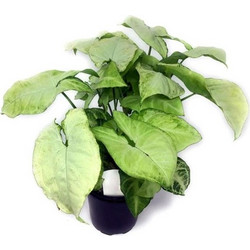 Stoffels Syngonium podophyllum white butterfly
