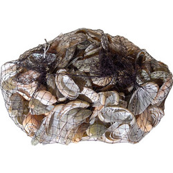 Κοχύλια ABALONE 2393 ART2393