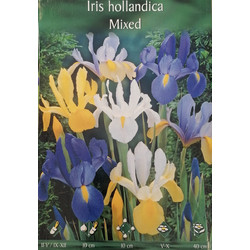 Βολβός Ίριδα (Iris Hollandica) Διάφορα Χρώματα S179 15824 1τμχ
