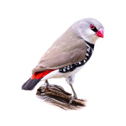 Διαμαντόσπινος (diamond firetail) Ασημένιος