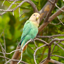Agapornis roseicollis - Ροζοπρόσωπο Lovebird