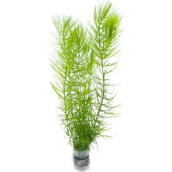 Stoffels Ceratophyllum demersum (bunch)