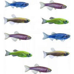 Zebra Danio Luminus Colour Mix