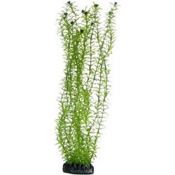 Διακοσμητικό Φυτό Ενυδρείου Hobby Lagarosiphon Green 34cm
