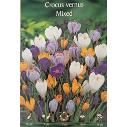Βολβός Κρόκος (Crocus Vernus) Διάφορα Χρώματα S179 15824 1τμχ