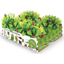 Σετ Καλλιέργειας Batlle Baby Leaves Σαλάτες 40 x 29 x 10,5 cm 2,6 Kg