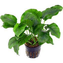 Stoffels Anubias barteri var. nana MP XXL