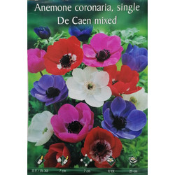Βολβός Ανεμώνη Μονή (Anemone Coronaria De Caen) Διάφορα Χρώματα S179 15824 1τμχ