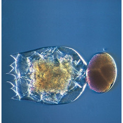 Stoffels Rotifers 90 ml. Live Food