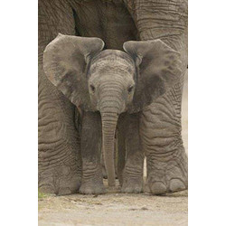 POSTER BIG EARS (61X91.5CM)