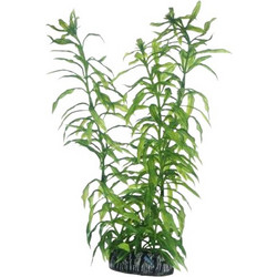Διακοσμητικό Φυτό Ενυδρείου Hobby Heteranthera 25cm
