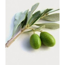 Divinum Φύλλα Ελιάς 50gr