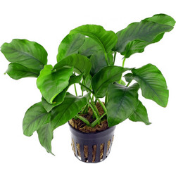 Stoffels Anubias barteri var. barteri MP XXL