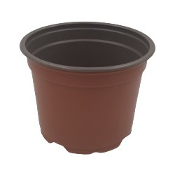 ΓΛΑΣΤΡΑΚΙ ΦΥΤΩΡΙΟΥ (12cm)