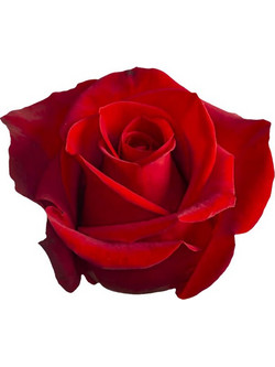 Χύμα Άρωμα Τύπου Τριαντάφυλλο Από Beauty hall