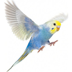 Παπαγαλάκι Budgie Rainbow