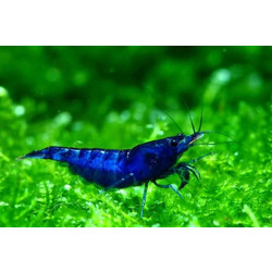 Shrimp super blue M-L