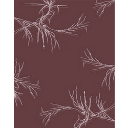 Ανατόλια Χαλί Ορθογώνιο Μάλλινο 170x240cm 0036B Λιλά