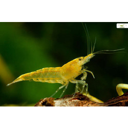 Yellow fire shrimp
