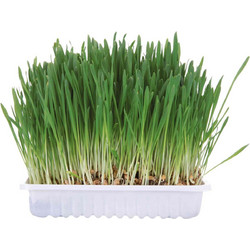 Trixie Natural Grass 100gr