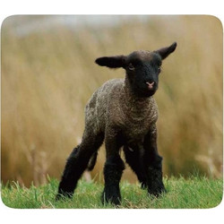 Vivanco Pets 3 Small