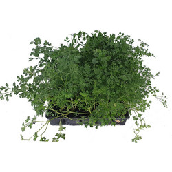Μαϊντανός φυτό- petroselinum crispum OEM Πράσινο