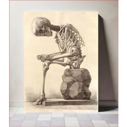 Πίνακας, Elementi di anatomia, Elements of anatomy (1873-1839) by Francesco Bertinatti and Mecco Leone