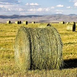 Σπόρος Μηδικής Ezellina | 25kgr