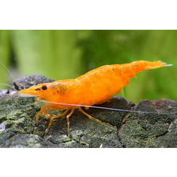 Orange shrimp 1.5CM