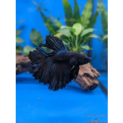 Betta splendens - Siamese Fighting Fish Doubletail 3.5-4cm WYSIWYG
