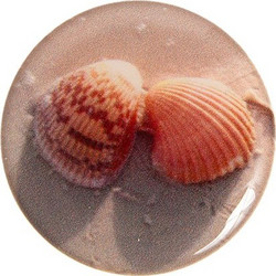 Couple Of Shells