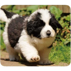 Vivanco Pets 2 Small