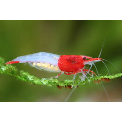 Shrimp rili L