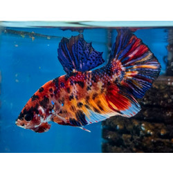 Betta splendens - Siamese Fighting Fish Giant High Grade 3 cm WYSIWYG 2