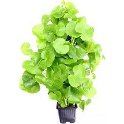 Stoffels Hydrocotyle leucocephala MP XL