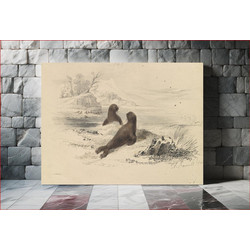 Πίνακας, The Brown Fur Seal