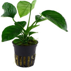 Tropica Anubias Barteri Caladiifolia