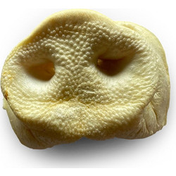 Vadigran Butcher Natural Pig Nose 40gr