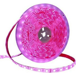 Ταινία led - led Strip - Ip65 - 5m - Pink - 891207