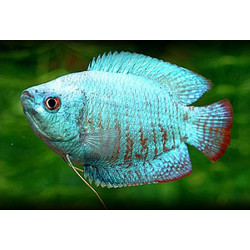 Gourami Colisa Cobalt Blue