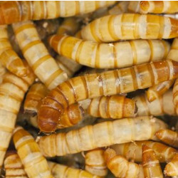 Morio worms 1000ml