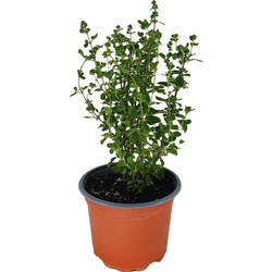 Ματζουράνα-Origanum majorana σε γλάστρα 15 cm. perikipou