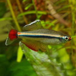 Tanichthys albonubes White Cloud Mountain 2.5 cm
