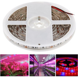 5m SMD 5050 3:1 Red + Blue LED Plant Grows Lamp, 300 LEDs Aquarium Greenhouse Hydroponic Waterproof Epoxy Rope Light, 60 LEDs/m, DC 12V (OEM)