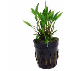 Stoffels Cryptocoryne parva