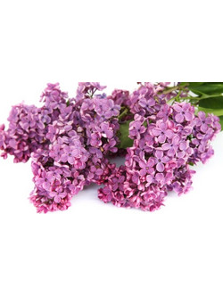 Χύμα Άρωμα Τύπου Πασχαλιά Από Beauty Hall